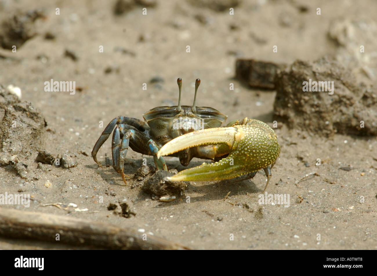 Male Fidler Crab displaying in a coastal Bangkok Mangrove Swamp Stock Photo