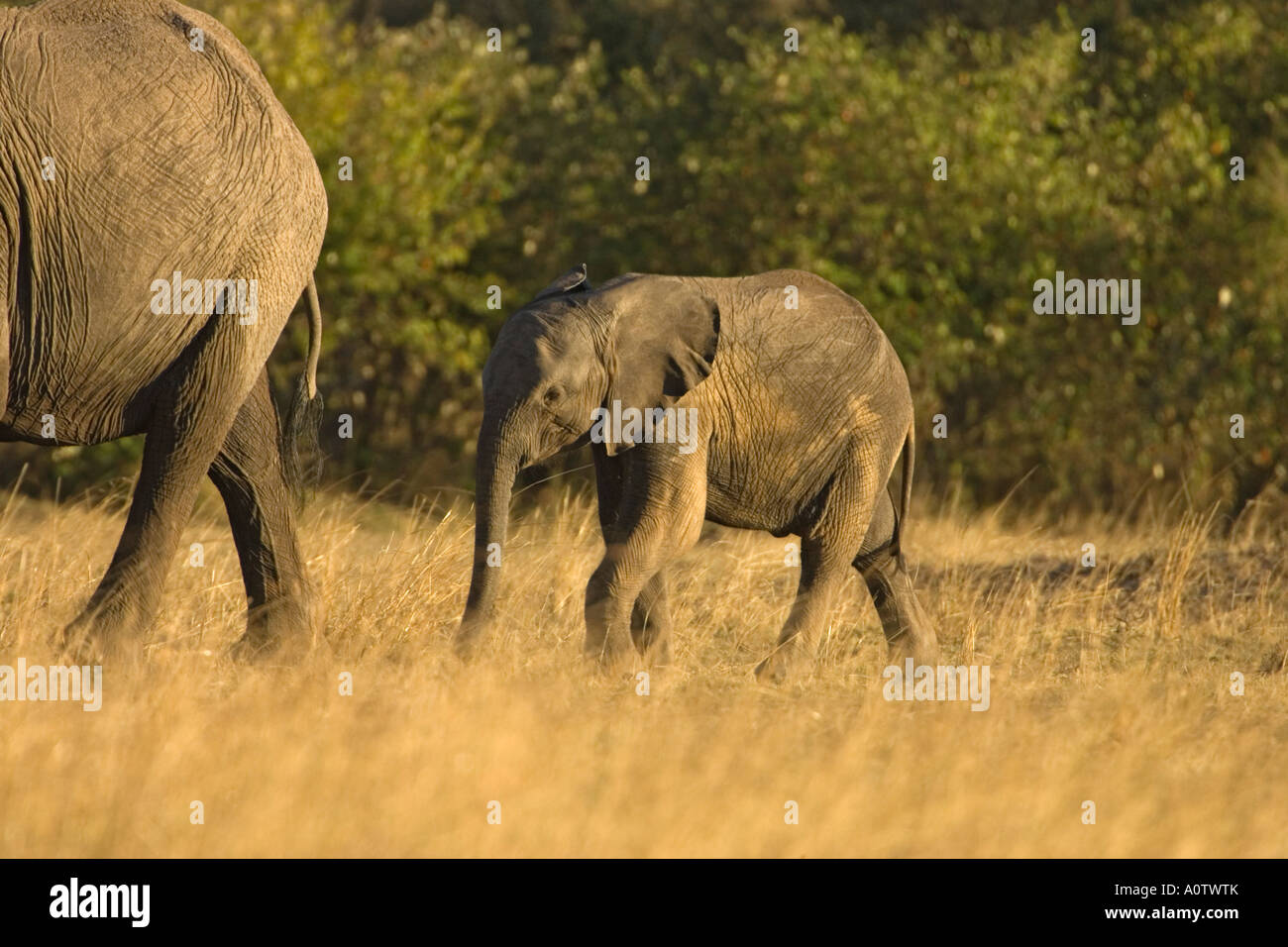 African elephant calf following mother Maasai Mara Kenya Stock Photo ...