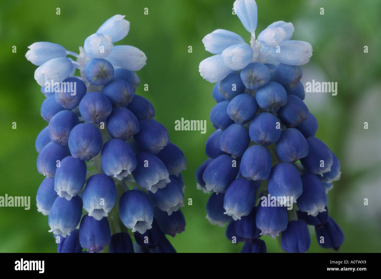 Muscari aucheri 'Mount Hood'. Grape hyacinth. Stock Photo