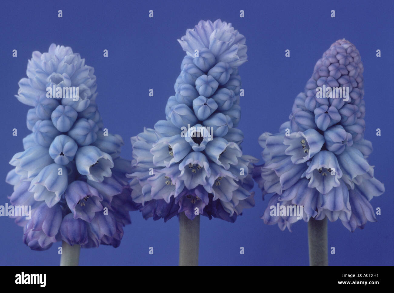 Muscari azureum.AGM  Grape hyacinth. Three flowers with blue background. Stock Photo