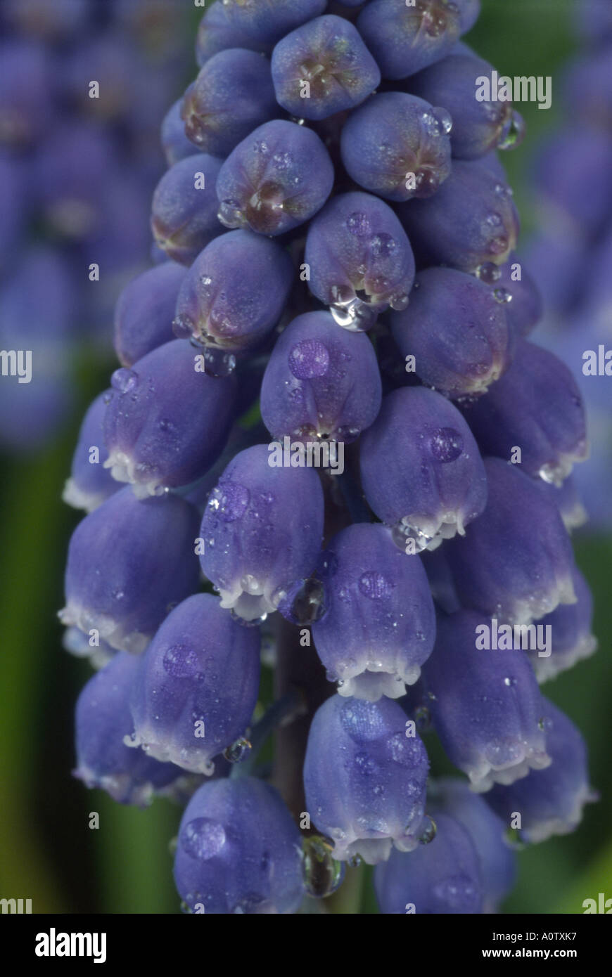 Muscari armeniacum 'Heavenly Blue'. Grape hyacinth. Stock Photo