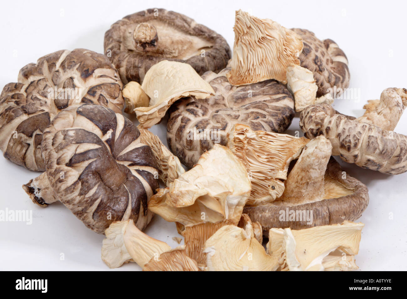 Dried Shiitake and Oyster Mushrooms Stock Photo Alamy