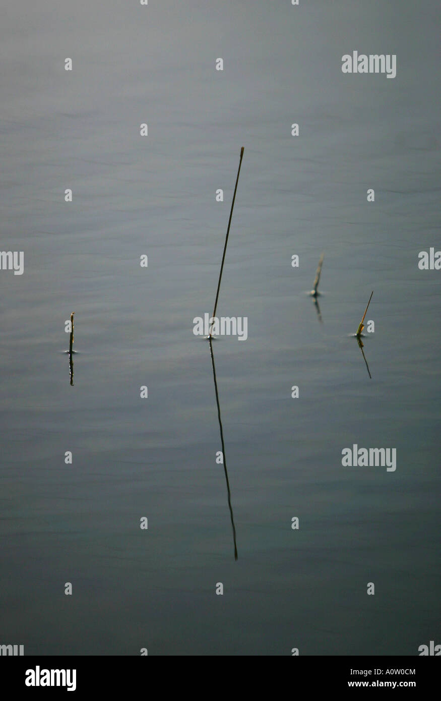 A reed reflected in water Stock Photo - Alamy