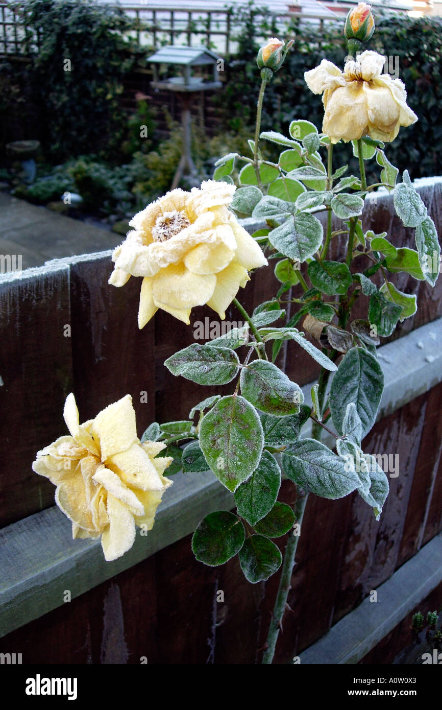 Rose tree buds totally ruined by a severe January Frost in an English ...