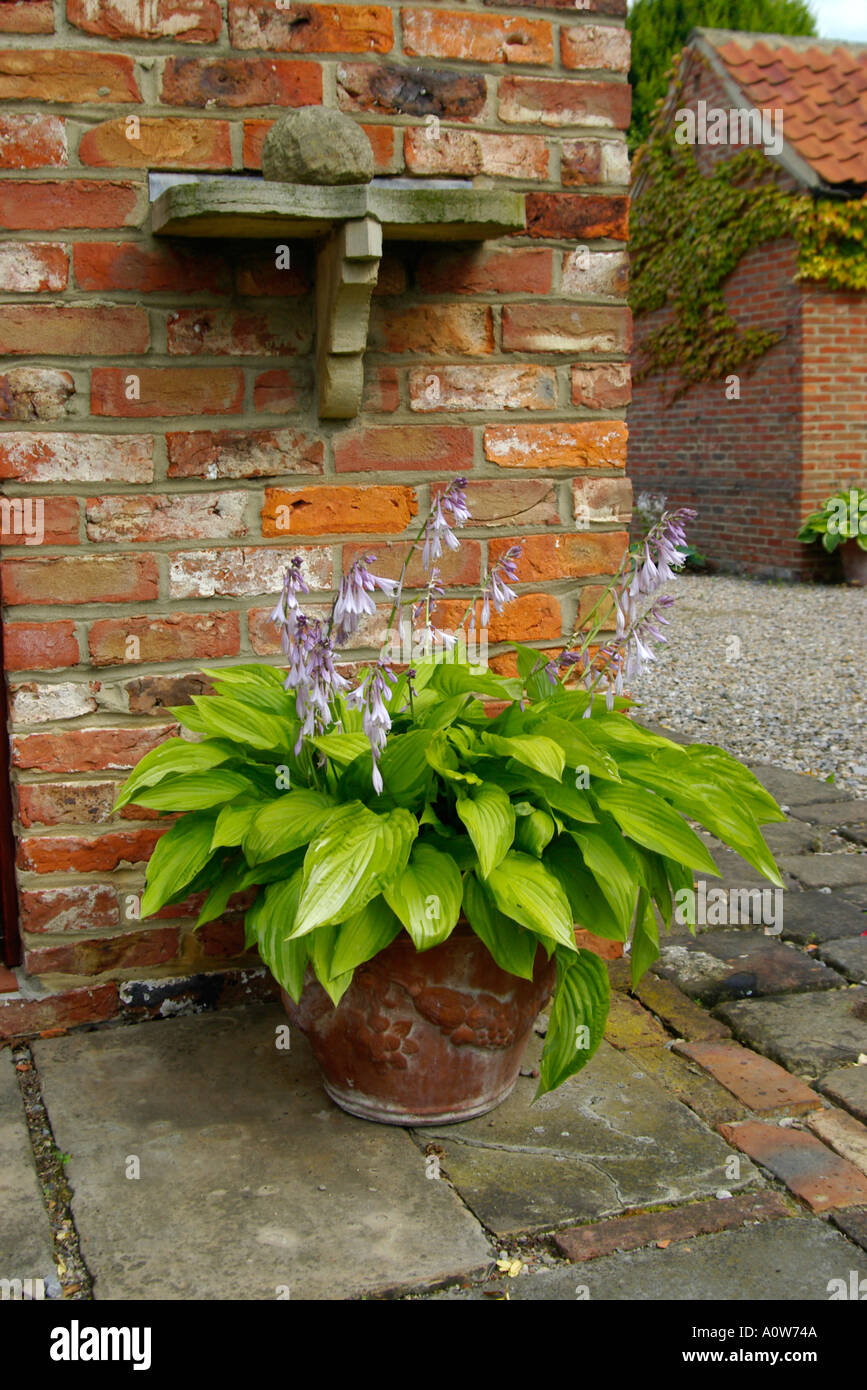 English garden detail with hosta in pot Stock Photo