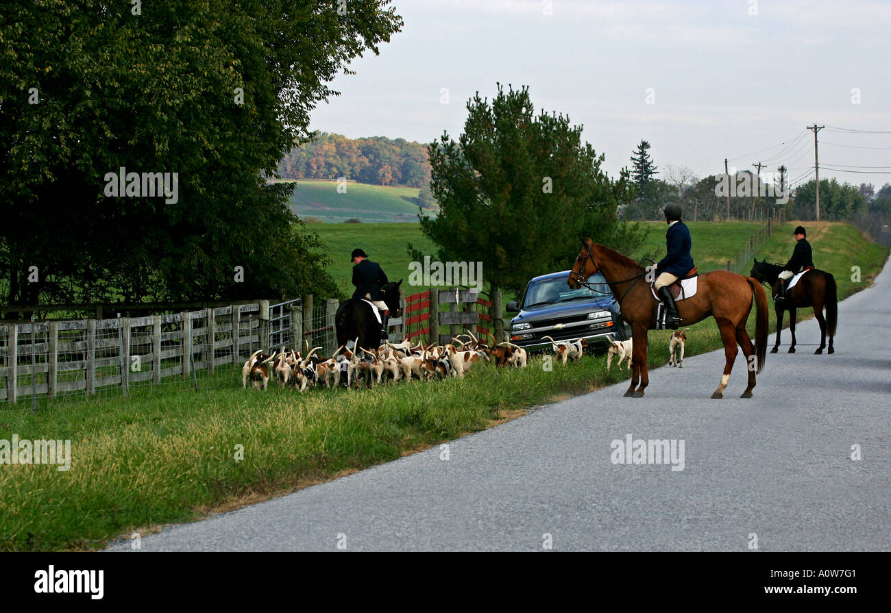 "Horses and Hounds Stock Photo Alamy