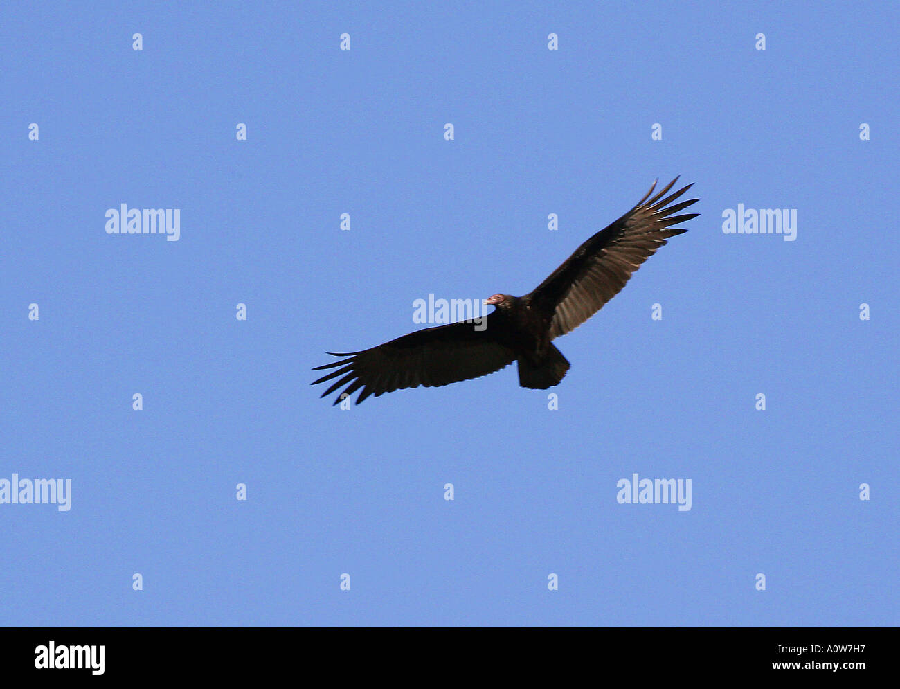 "Turkey Vulture in Flight Stock Photo Alamy