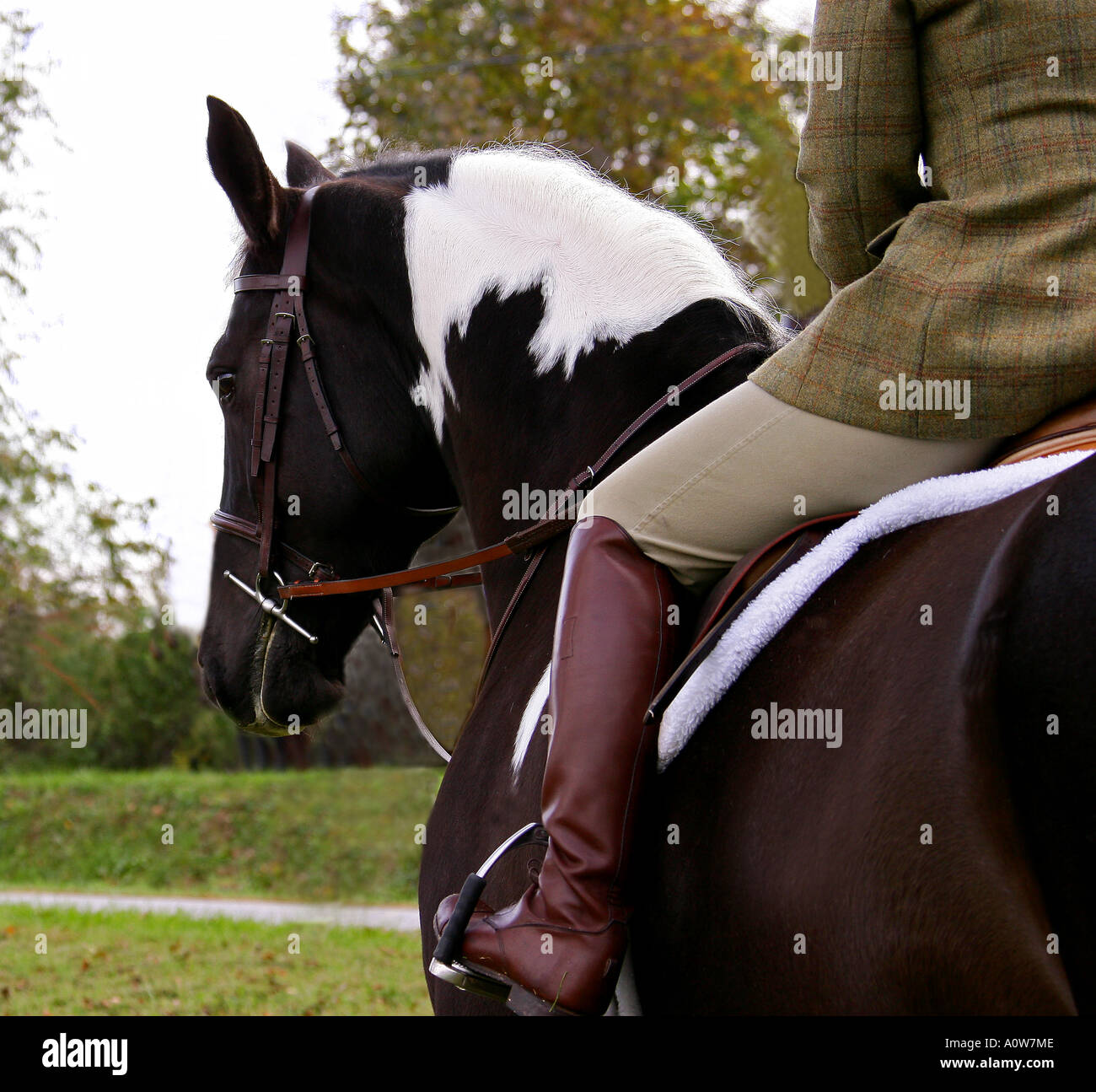 Horse and Rider Stock Photo Alamy