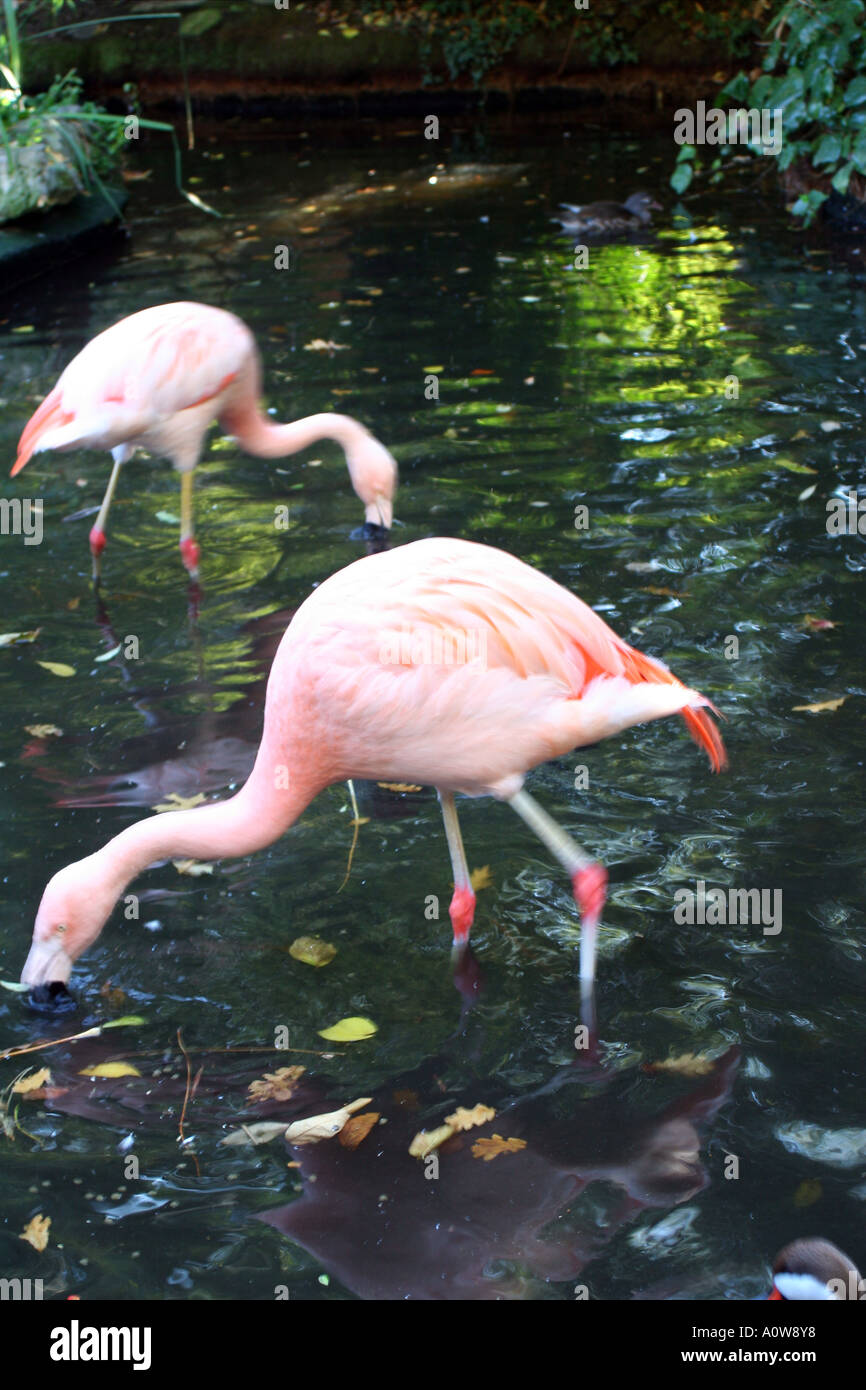 pink flamingos Kensington Roof Gardens, London Stock Photo Alamy