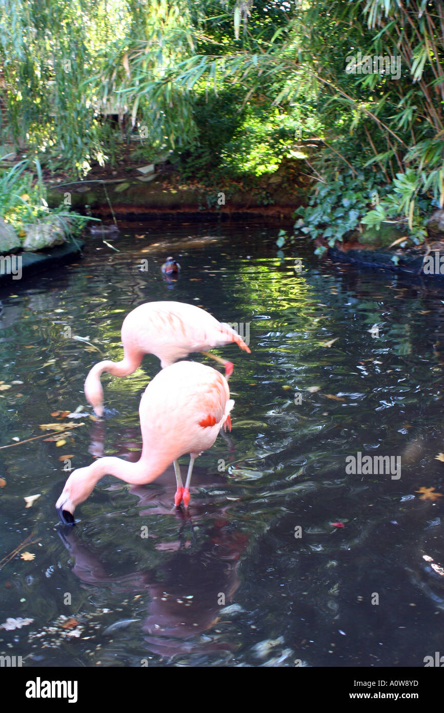 pink flamingos, Kensington Roof Gardens, London Stock Photo Alamy