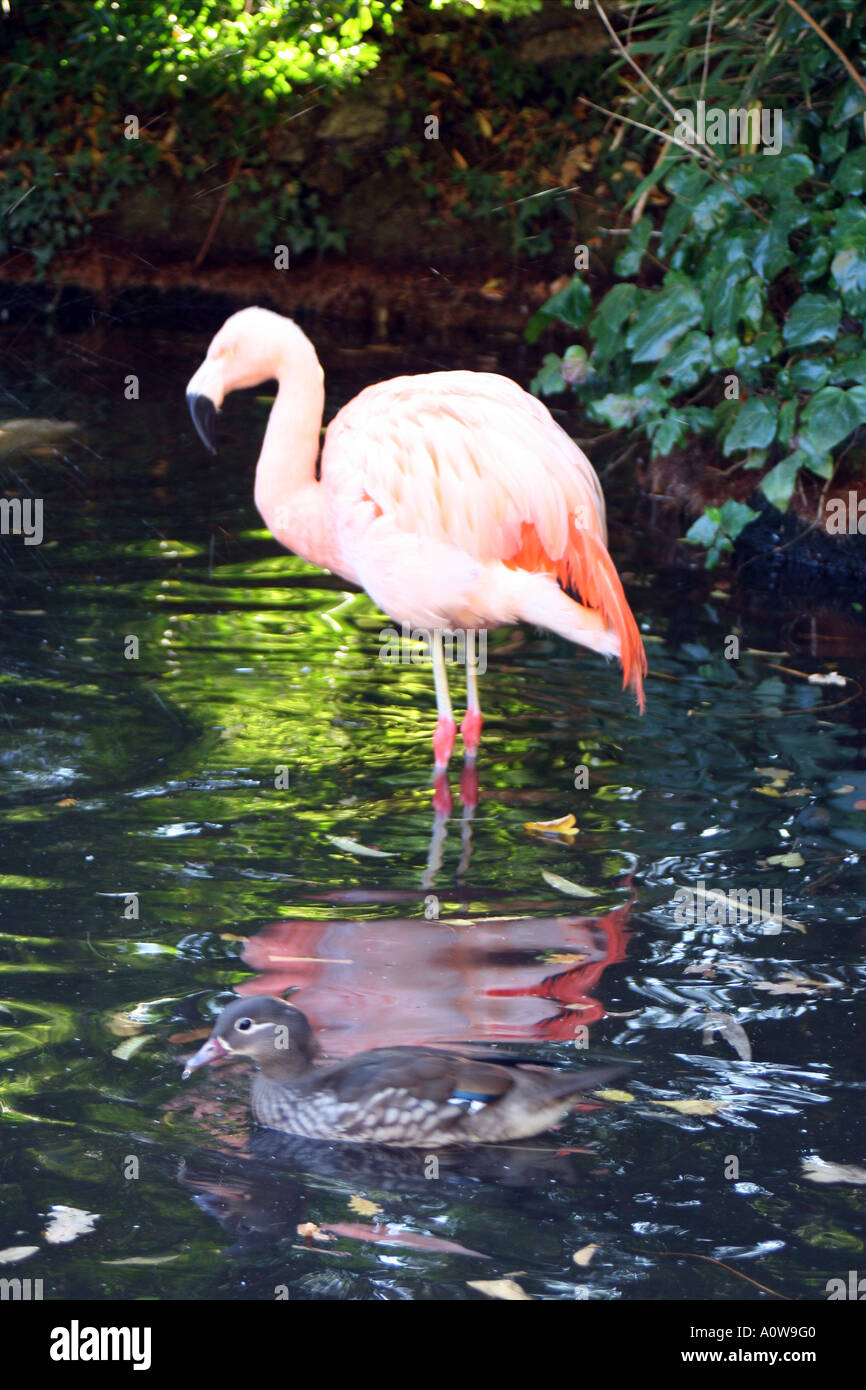 pink flamingo, Kensington Roof Gardens, London Stock Photo - Alamy