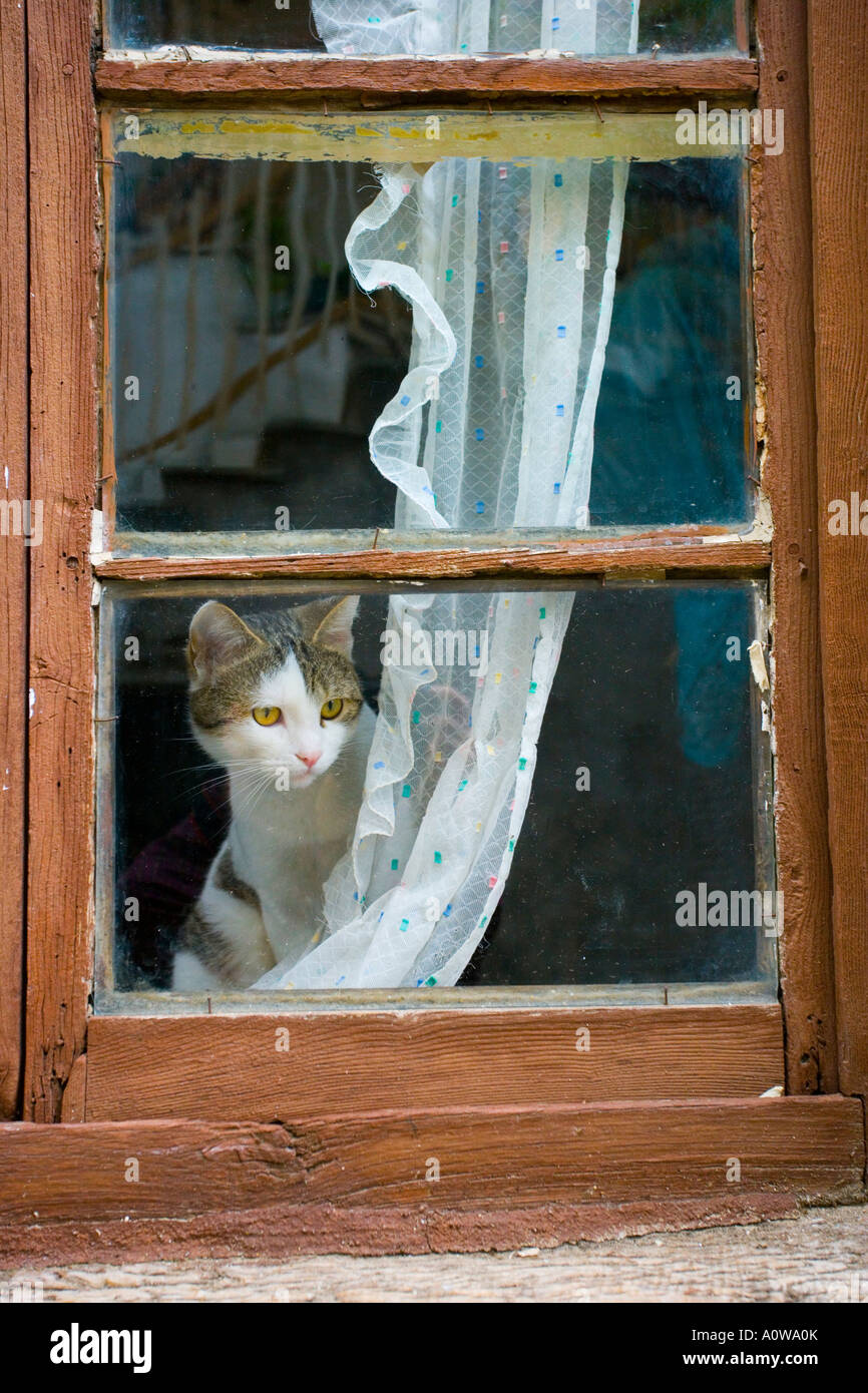 tabby cat looking out of window from behind net curtain Stock Photo