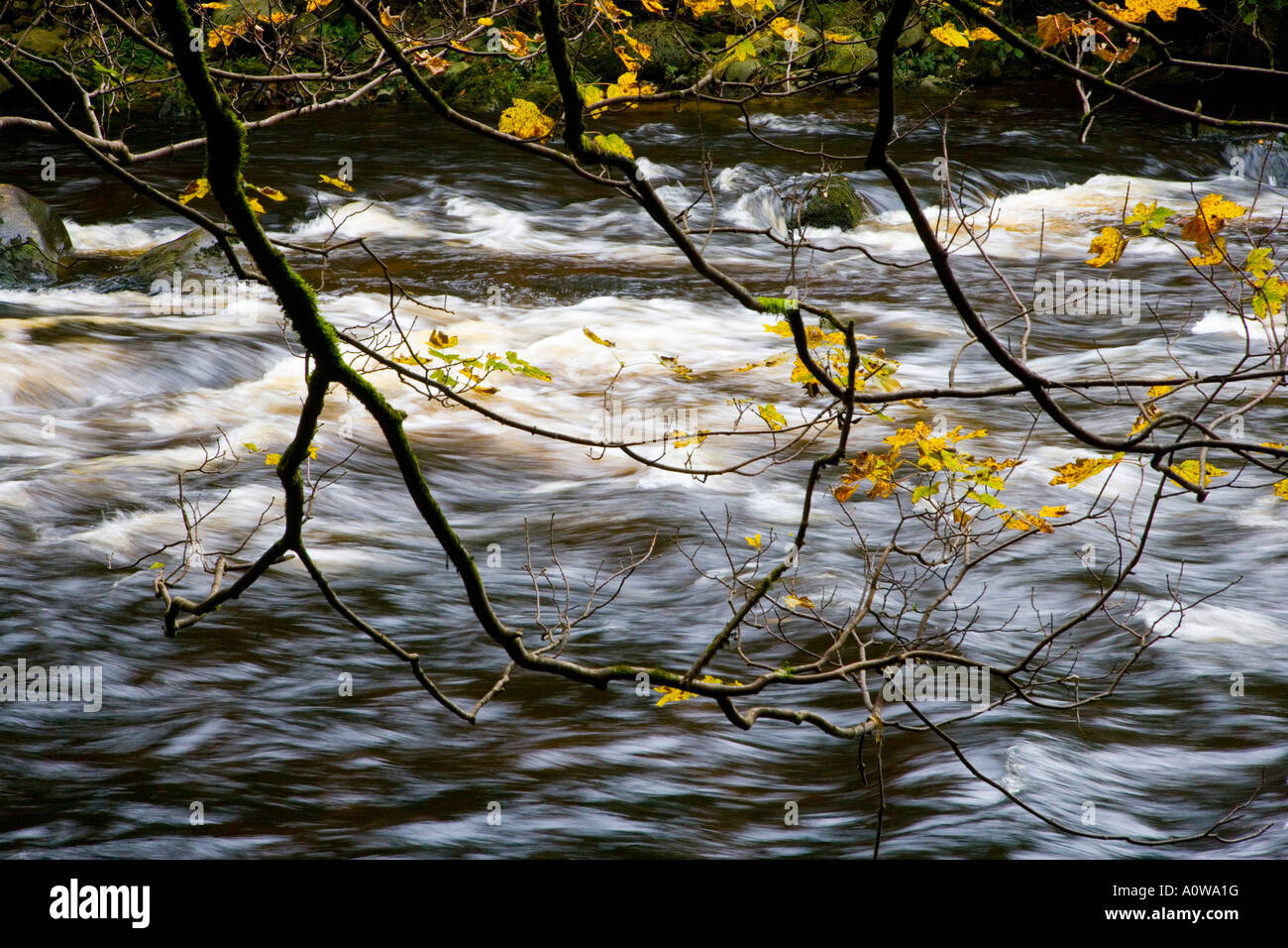 flood waters rush downriver seen through autumn foliage Stock Photo Alamy