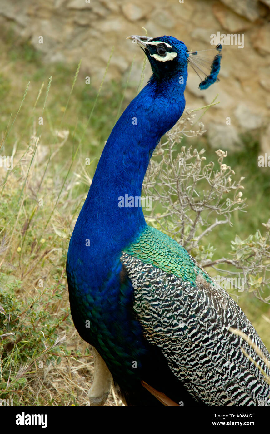 Ani450 hires stock photography and images Alamy