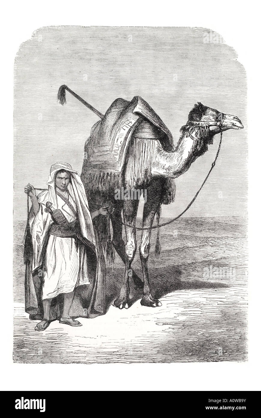 camel driver red sea Arab Arabia  transport ship desert animal dromedary middle east Bedouin journey trek hump beast burden Berb Stock Photo