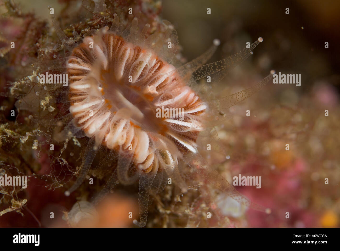 Intricate Solitary Coral (Balanophyllia europaea) on ocean floor. Stock Photo