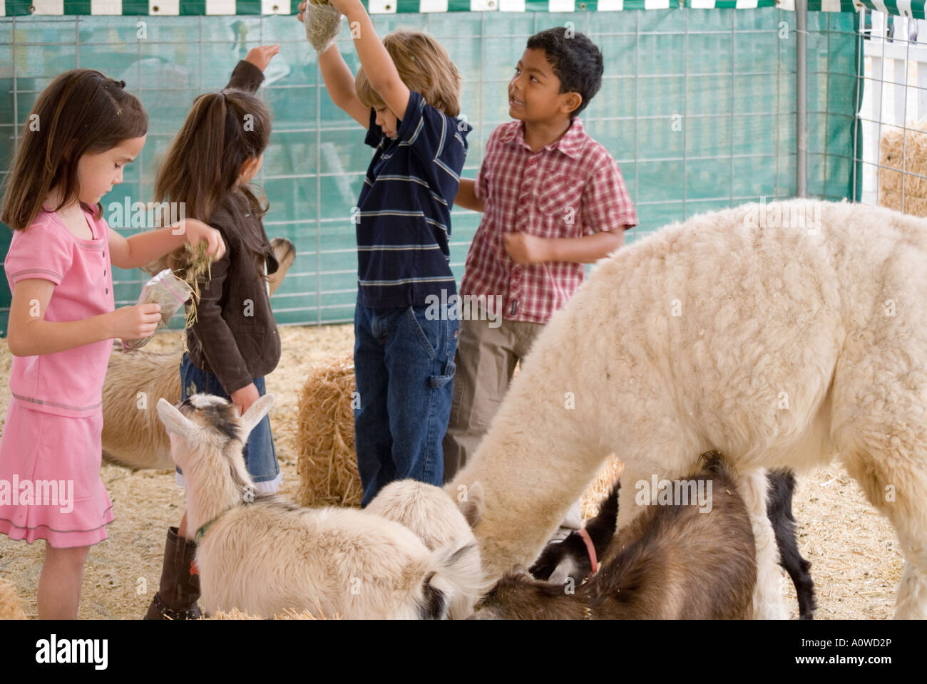 Kids with petting zoo animals Stock Photo Alamy