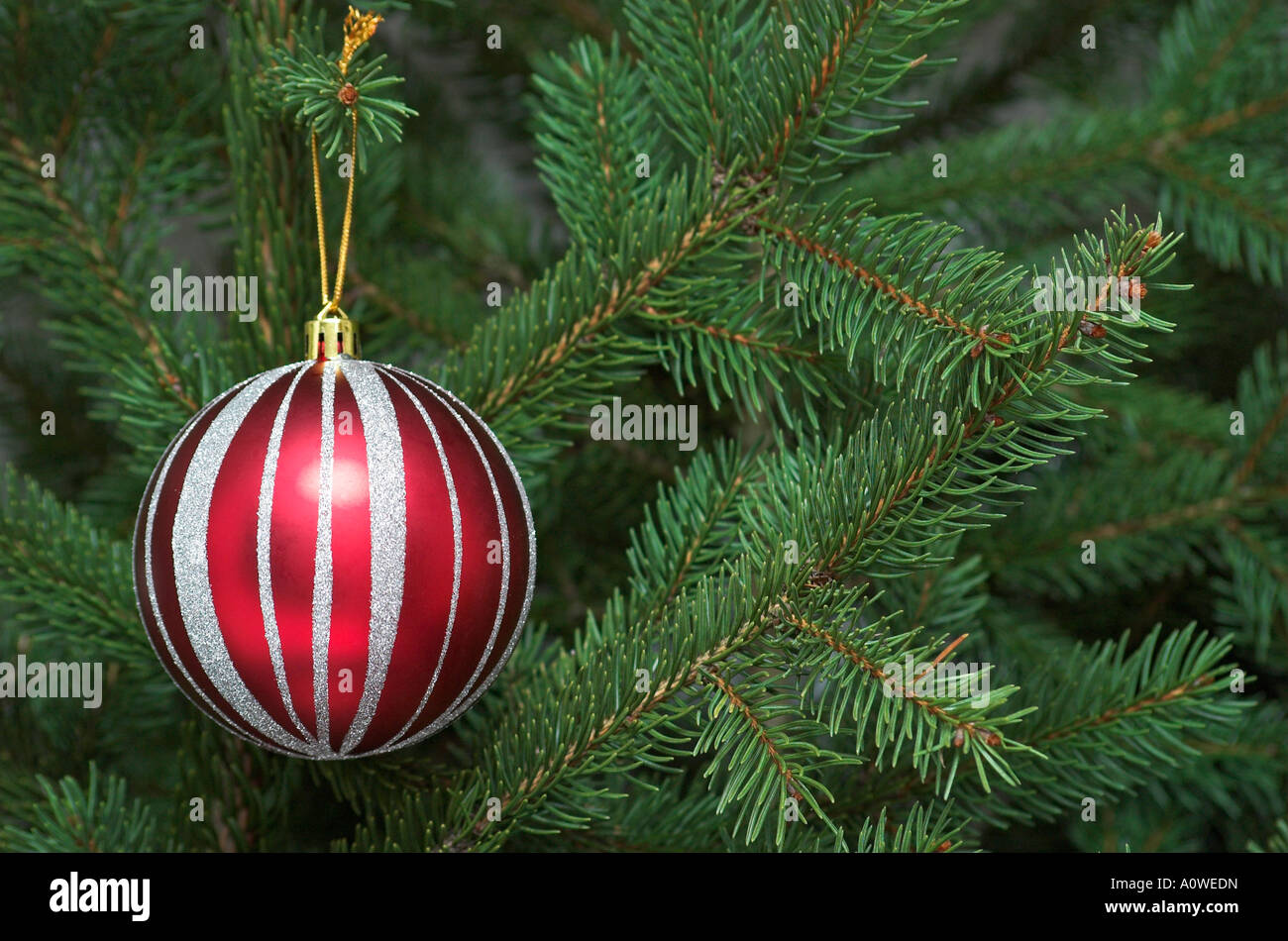 Close up of red Christmas bauble on Christmas tree Stock Photo