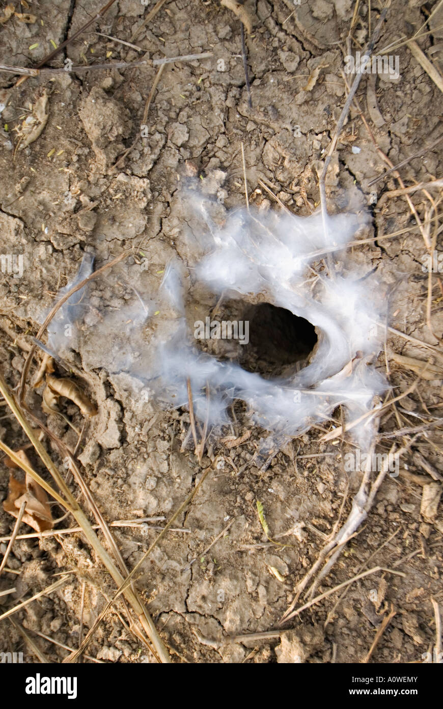 Spider Burrow in Desert Floor in Tamaulipas Mexico Stock Photo Alamy
