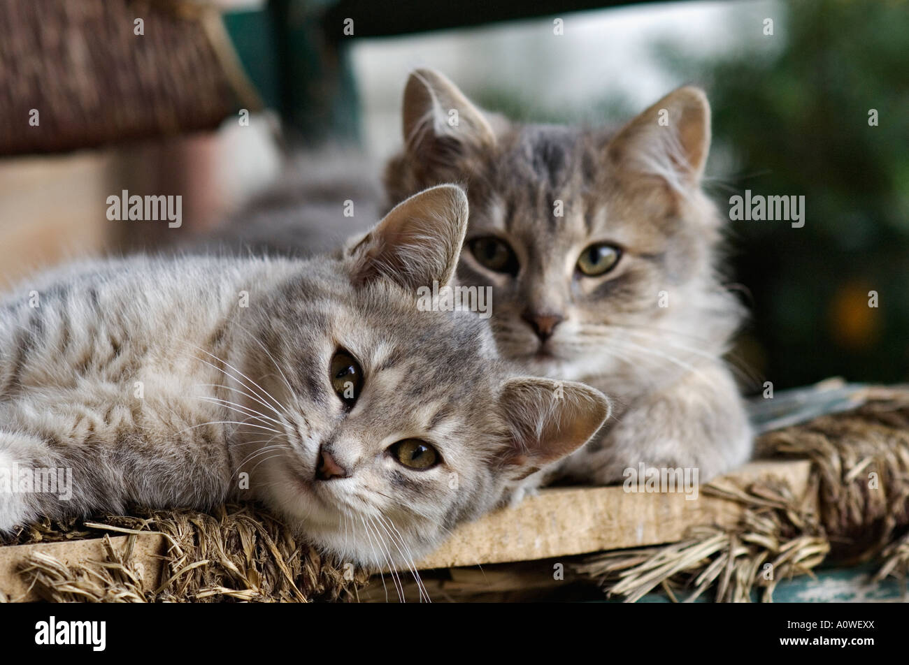 Gray Tabby Kittens Laying on Ragged Cane Bottomed Chair Stock Photo Alamy