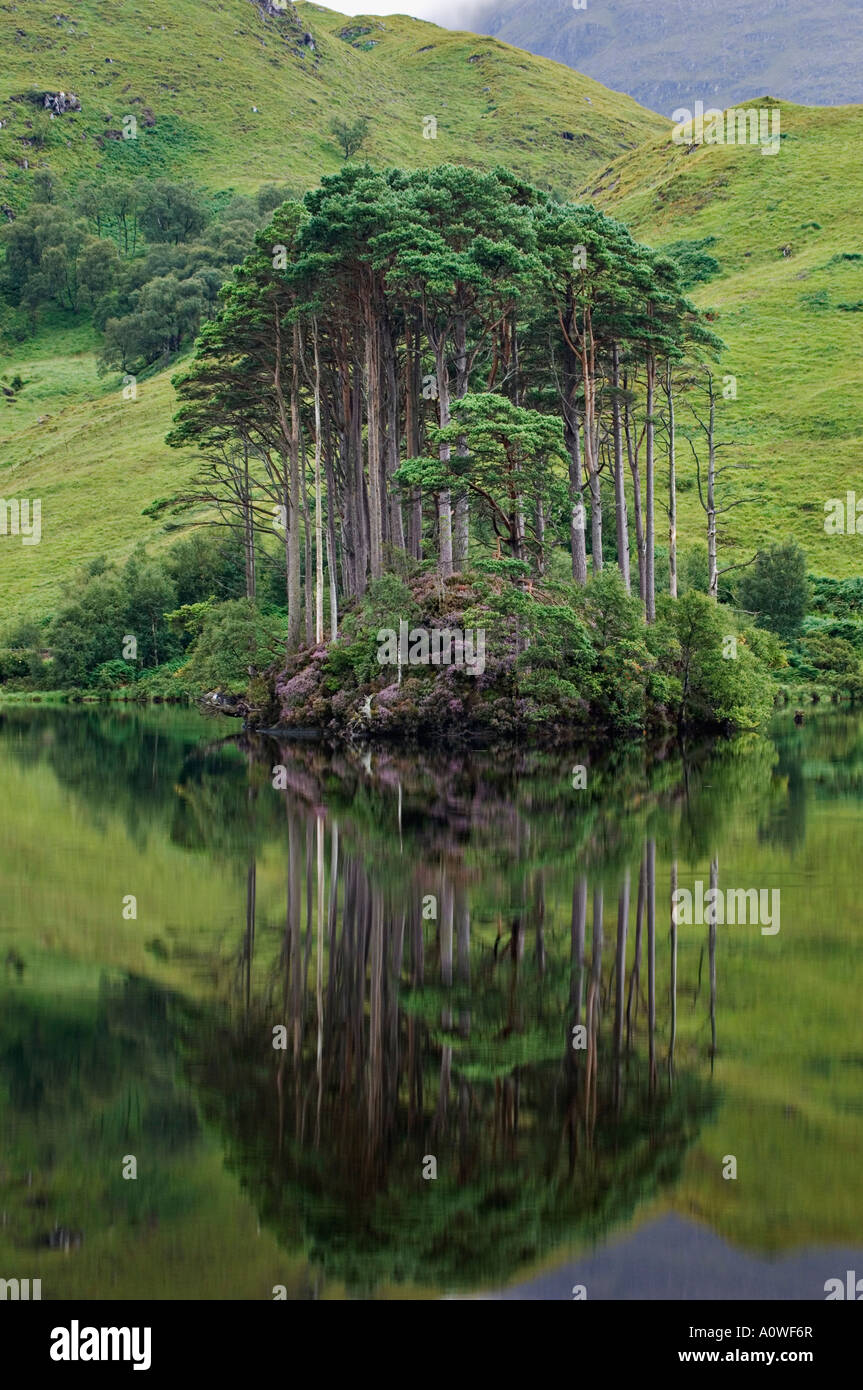 Caledonian pine tree in scottish hi-res stock photography and images ...
