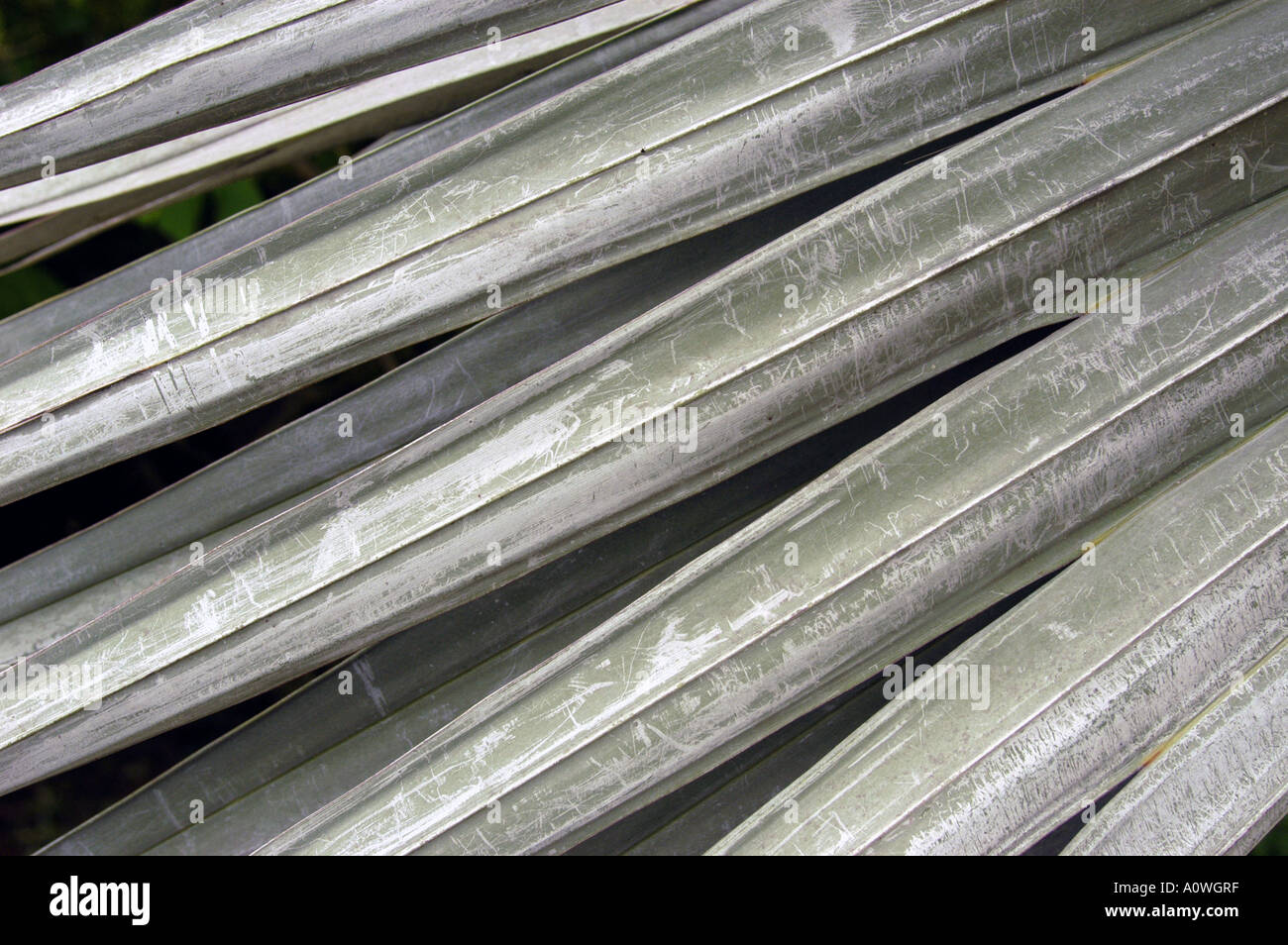 Cayman Islands Silver Thatch Palm Fronds Stock Photo Alamy