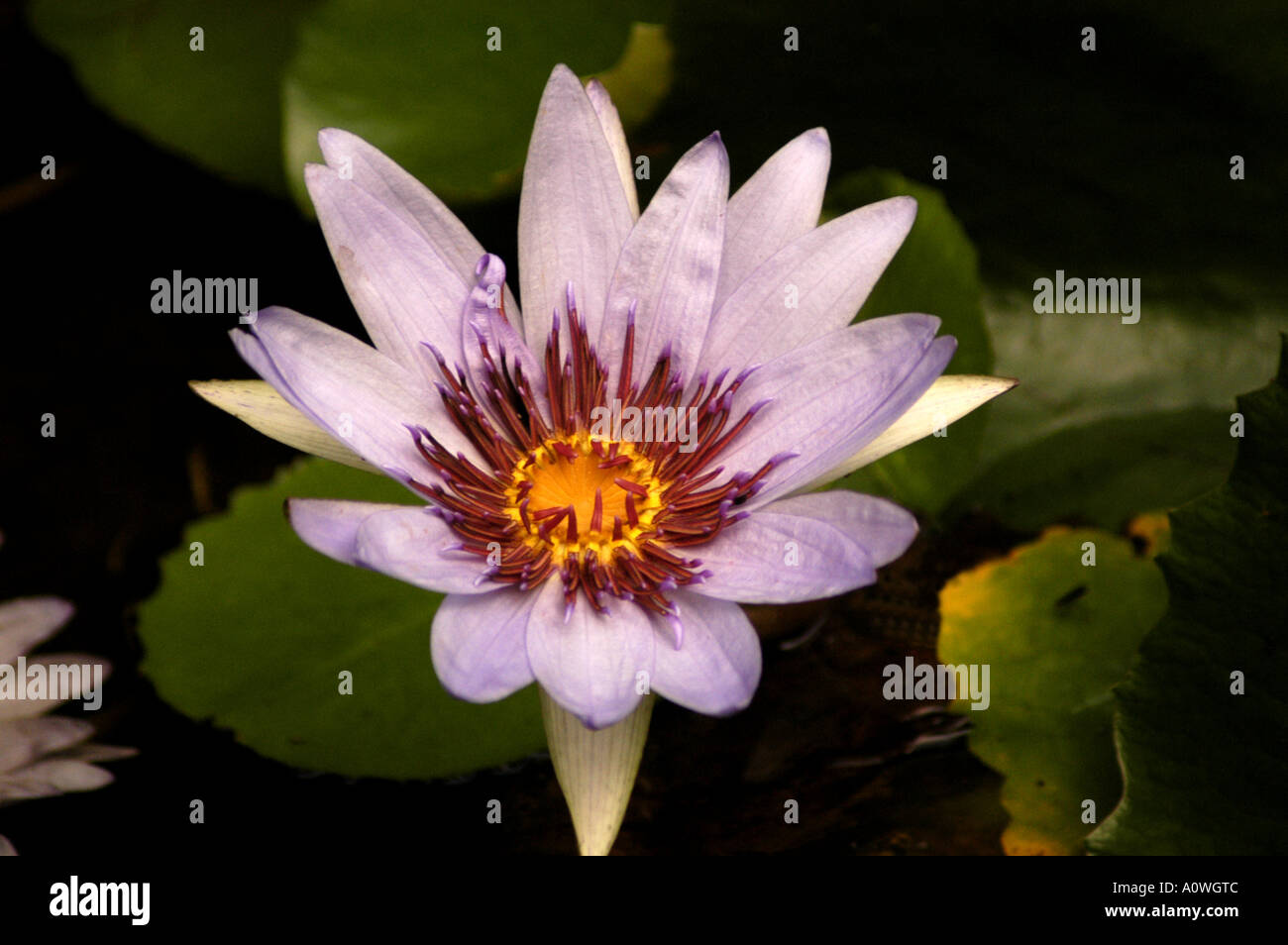 Tropical plants background hi-res stock photography and images - Alamy