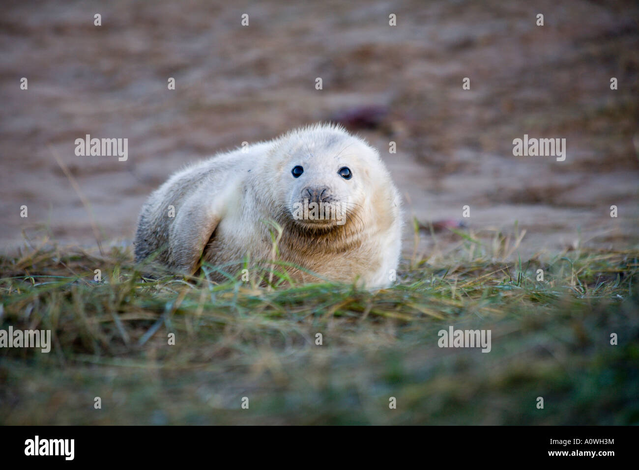 Every year grey seals visit Donna Nook an RAf bombing range to have their pups Stock Photo
