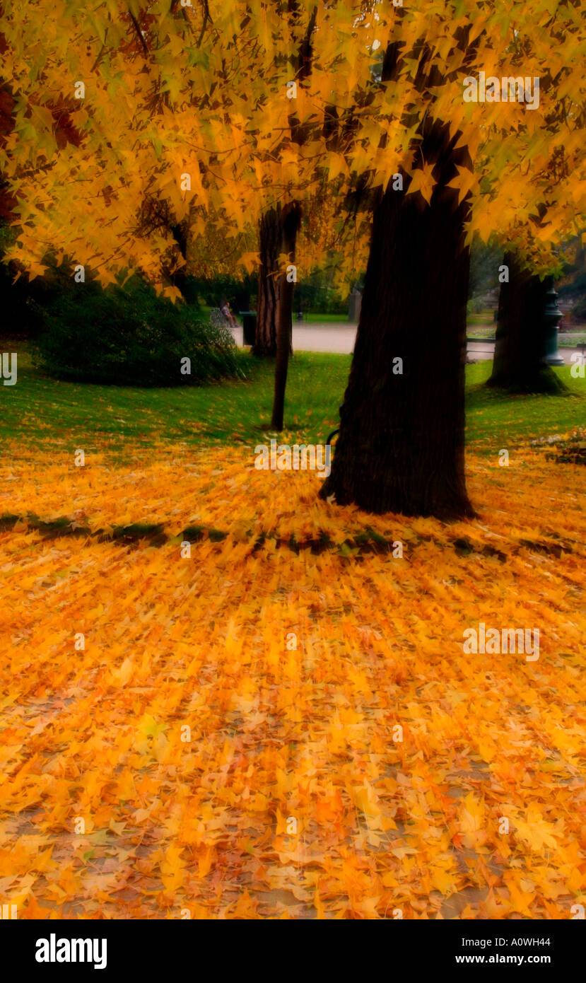 Yellow trees leaves autumn hi-res stock photography and images - Alamy