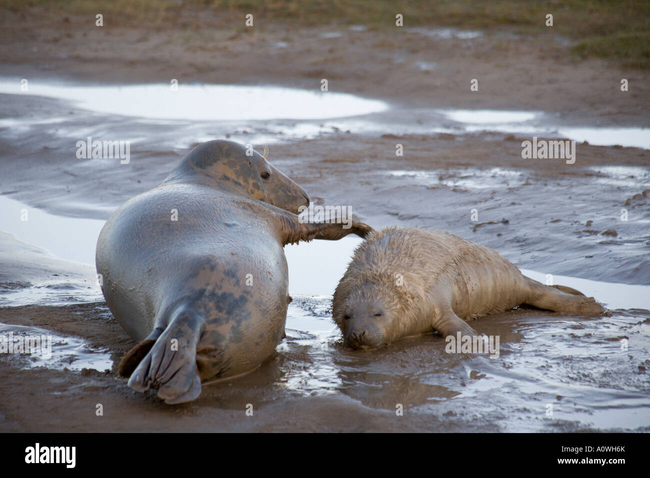 Every year grey seals visit Donna Nook an RAf bombing range to have their pups Stock Photo