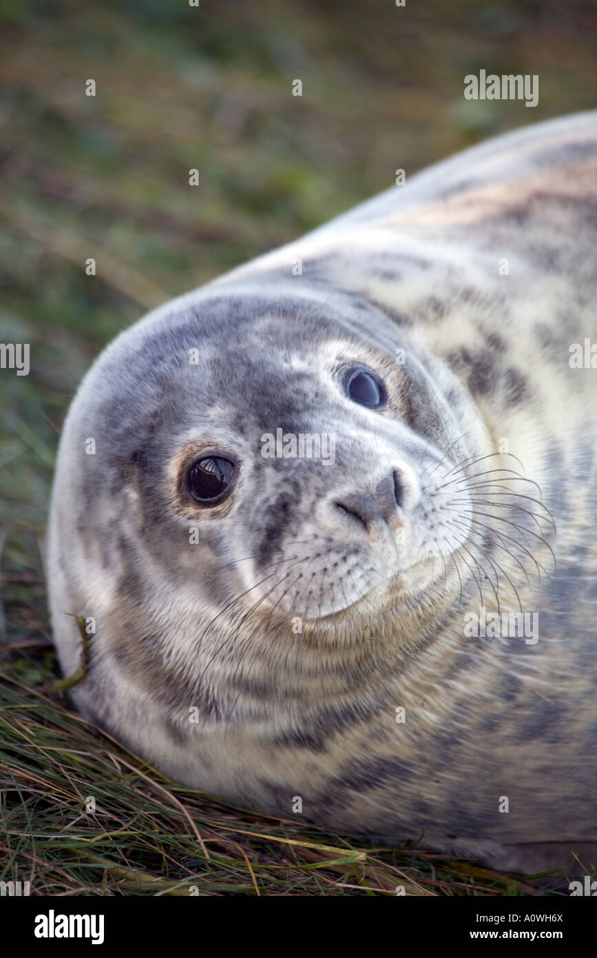 Every year grey seals visit Donna Nook an RAf bombing range to have their pups Stock Photo