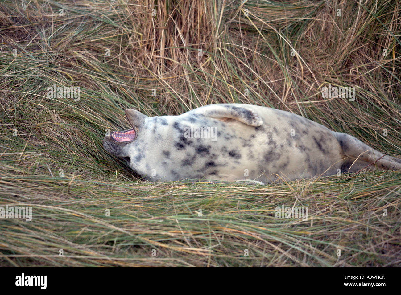 Every year grey seals visit Donna Nook an RAf bombing range to have their pups Stock Photo