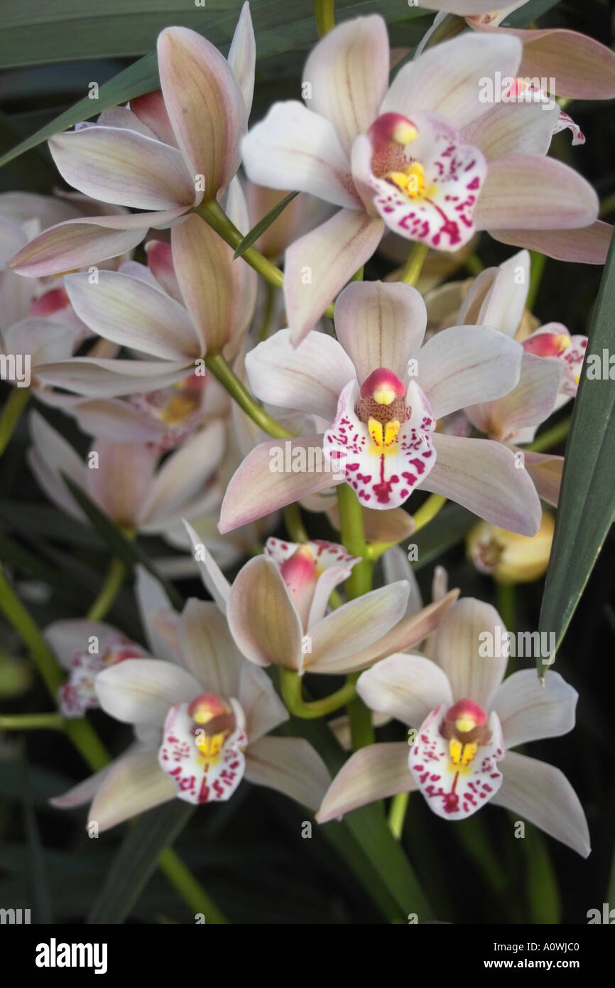 Orchid Spray Stock Photo