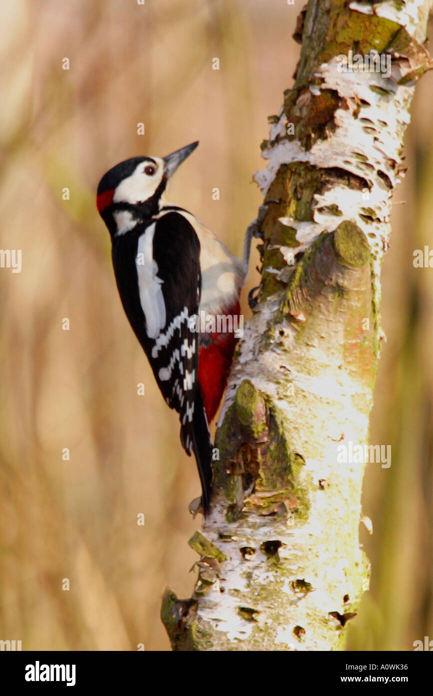 Great Spotted Woodpecker Dendrocopos Major on Silver Birch tree England UK GB Stock Photo