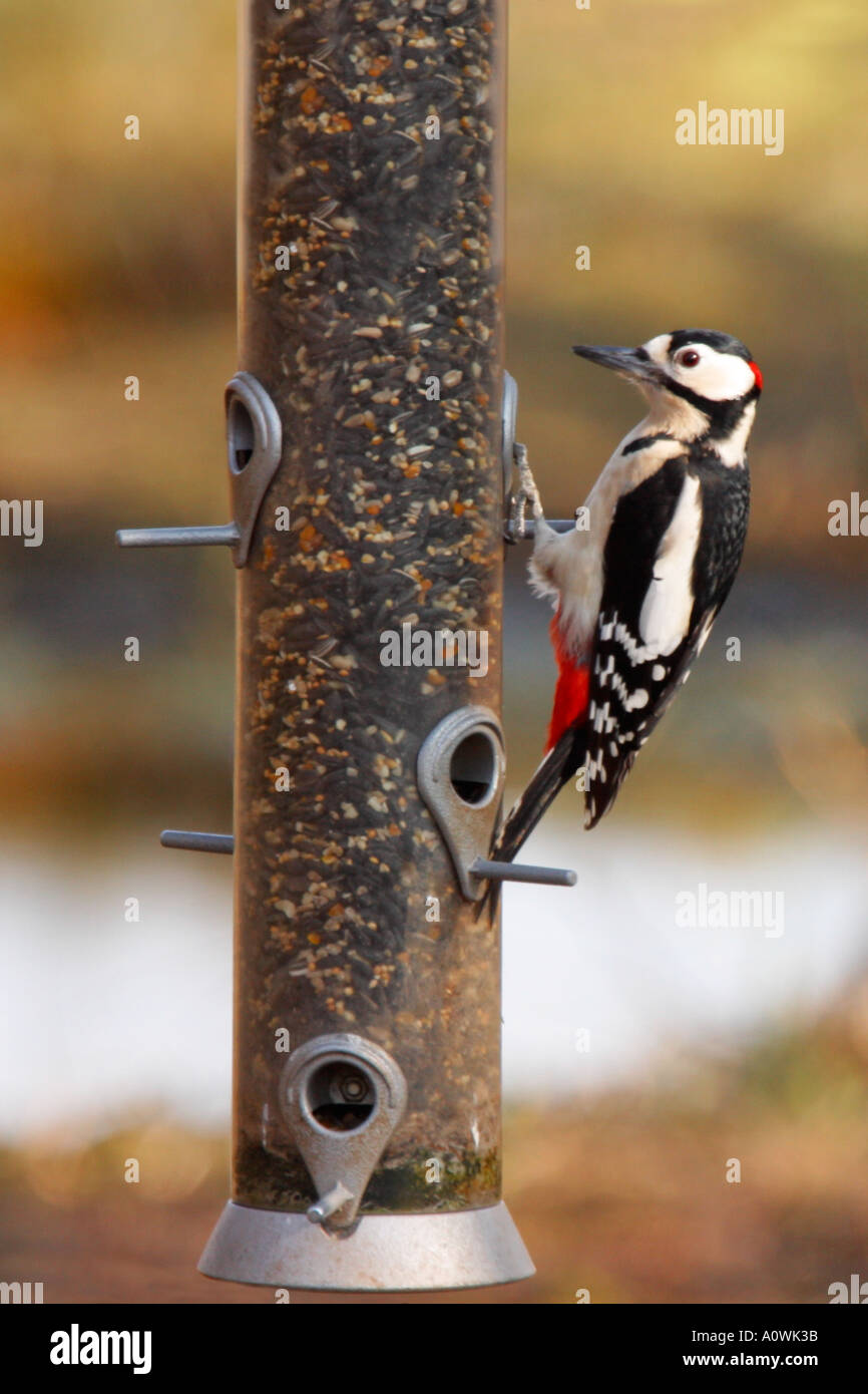 Great Spotted Woodpecker Dendrocopos Major on birdfeeder Shropshire England UK United Kingdom GB Great Britain British Isles Stock Photo