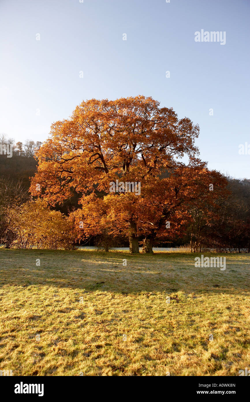 English oak tree in autumn colours near Rievaulx abbey North Yorkshire England UK Stock Photo