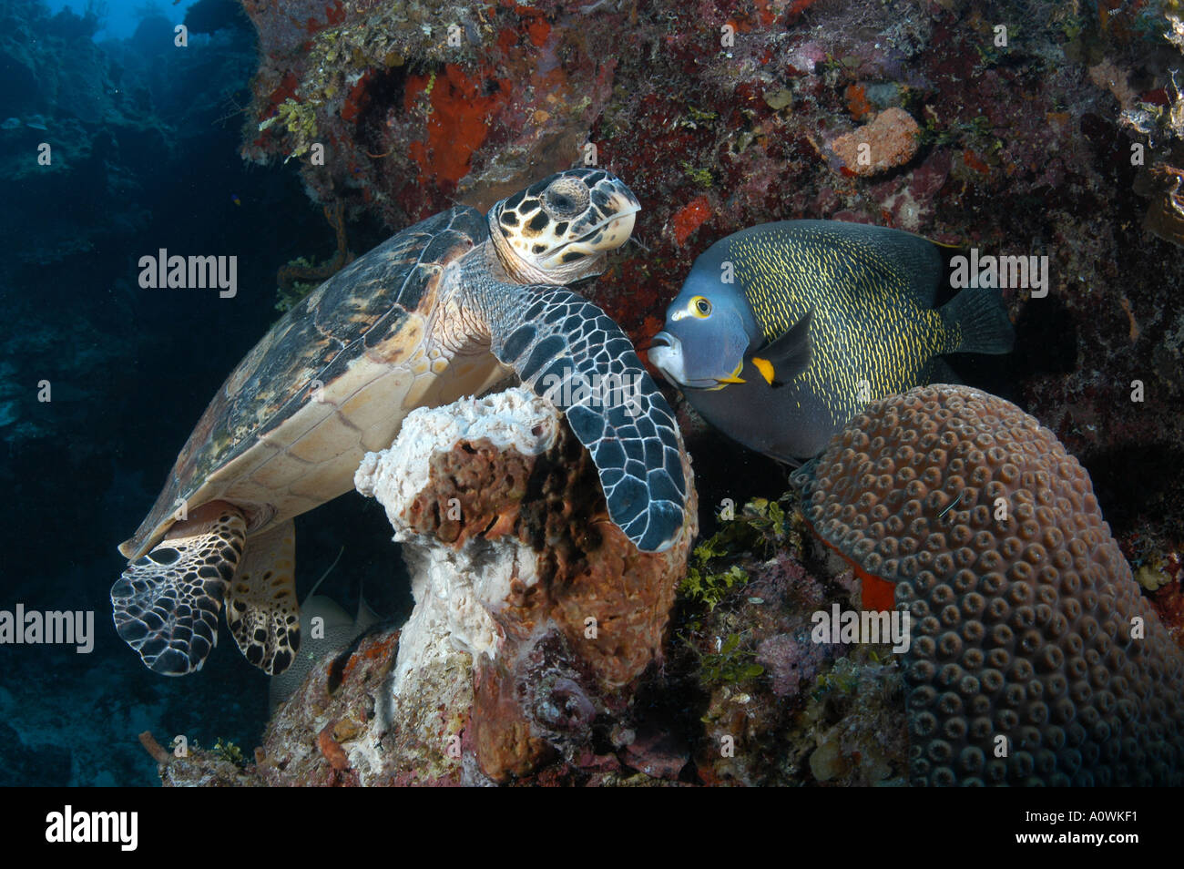 french-angelfish-with-hawksbill-sea-turtle-hi-res-stock-photography-and