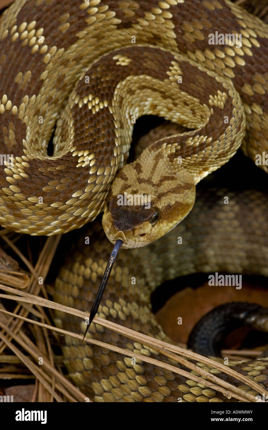 Black tailed Rattlesnake Crotalus molossus Chiricahua Mountains Arizona Stock Photo Alamy