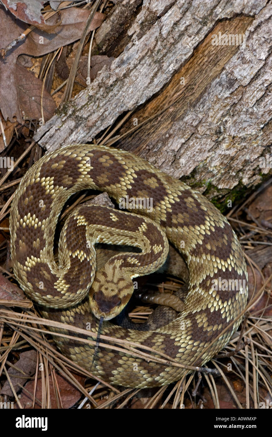 Black tailed Rattlesnake Crotalus molossus Chiricahua Mountains Arizona ...