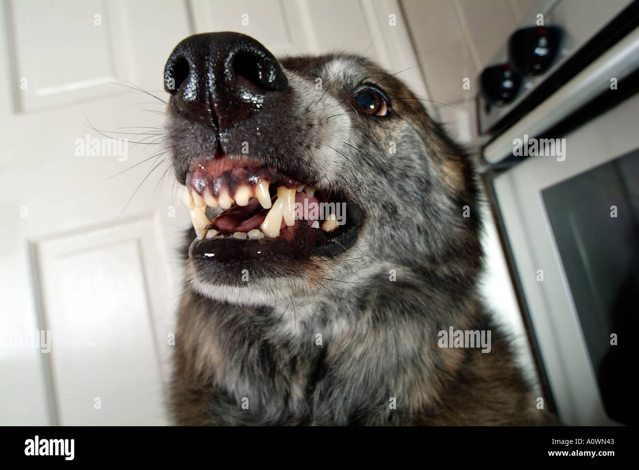 Dog snarling teeth ready to bite Stock Photo