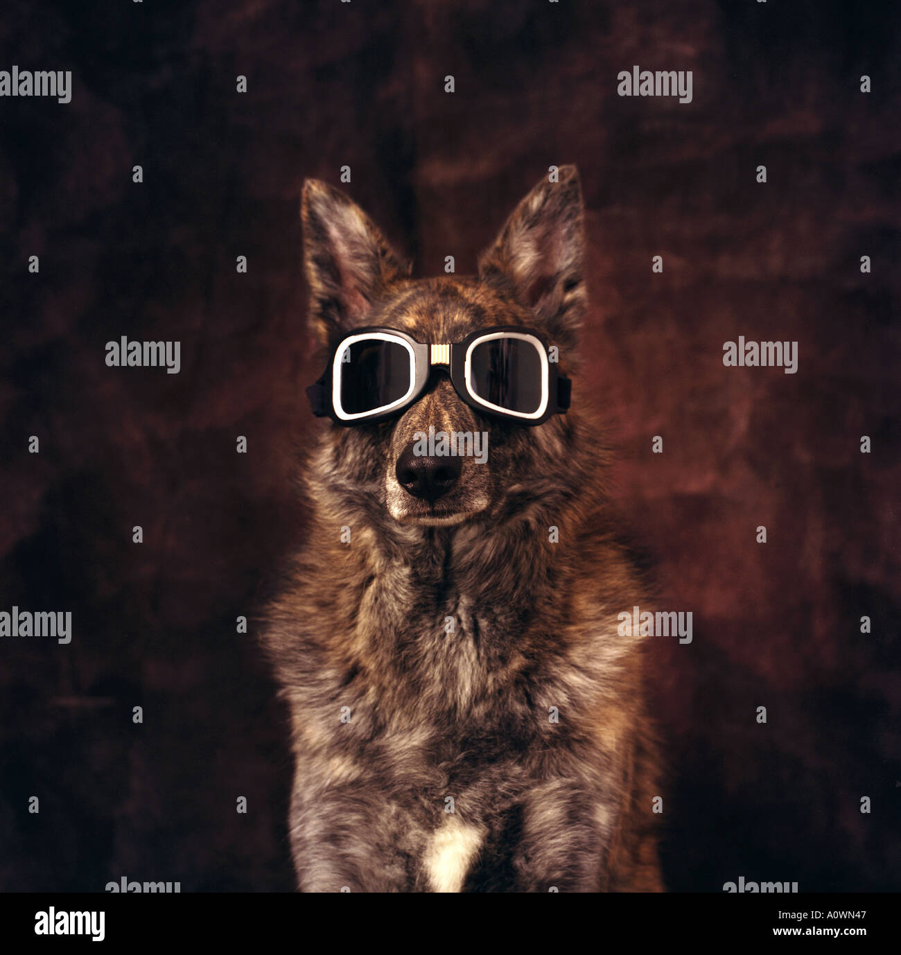 Funny dog with ears up wearing goggles Posing for Portrait warm background Dog is Wolf and Shepherd Mix Stock Photo