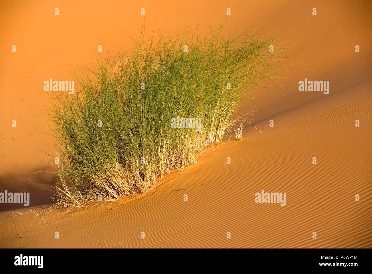 New plant shoot in desert hi-res stock photography and images - Alamy
