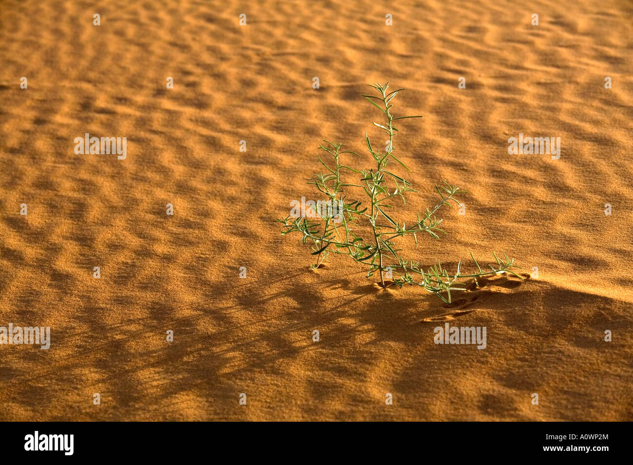 Single plant surviving in the sahara desert Stock Photo Alamy