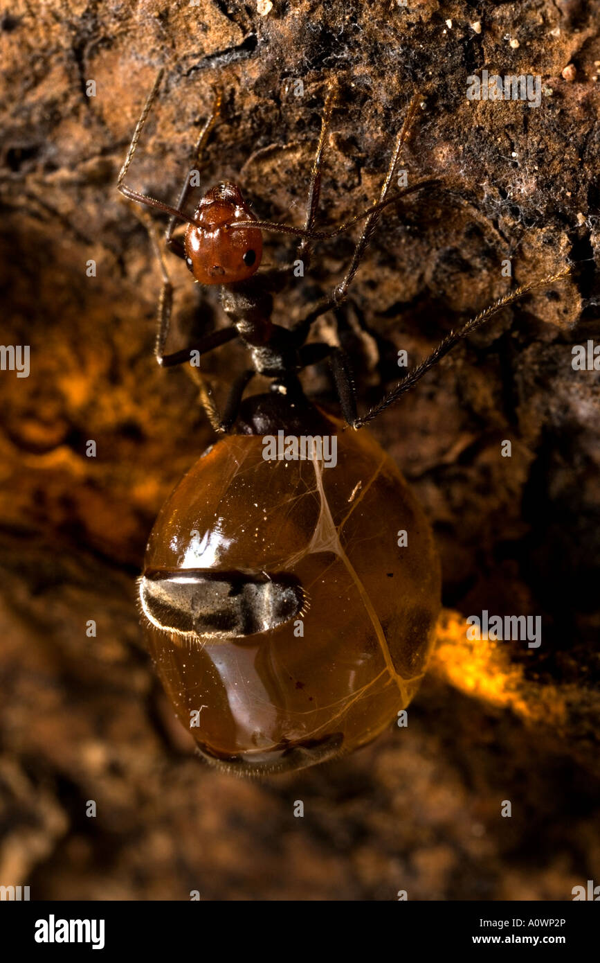 Honeypot ant hires stock photography and images Alamy