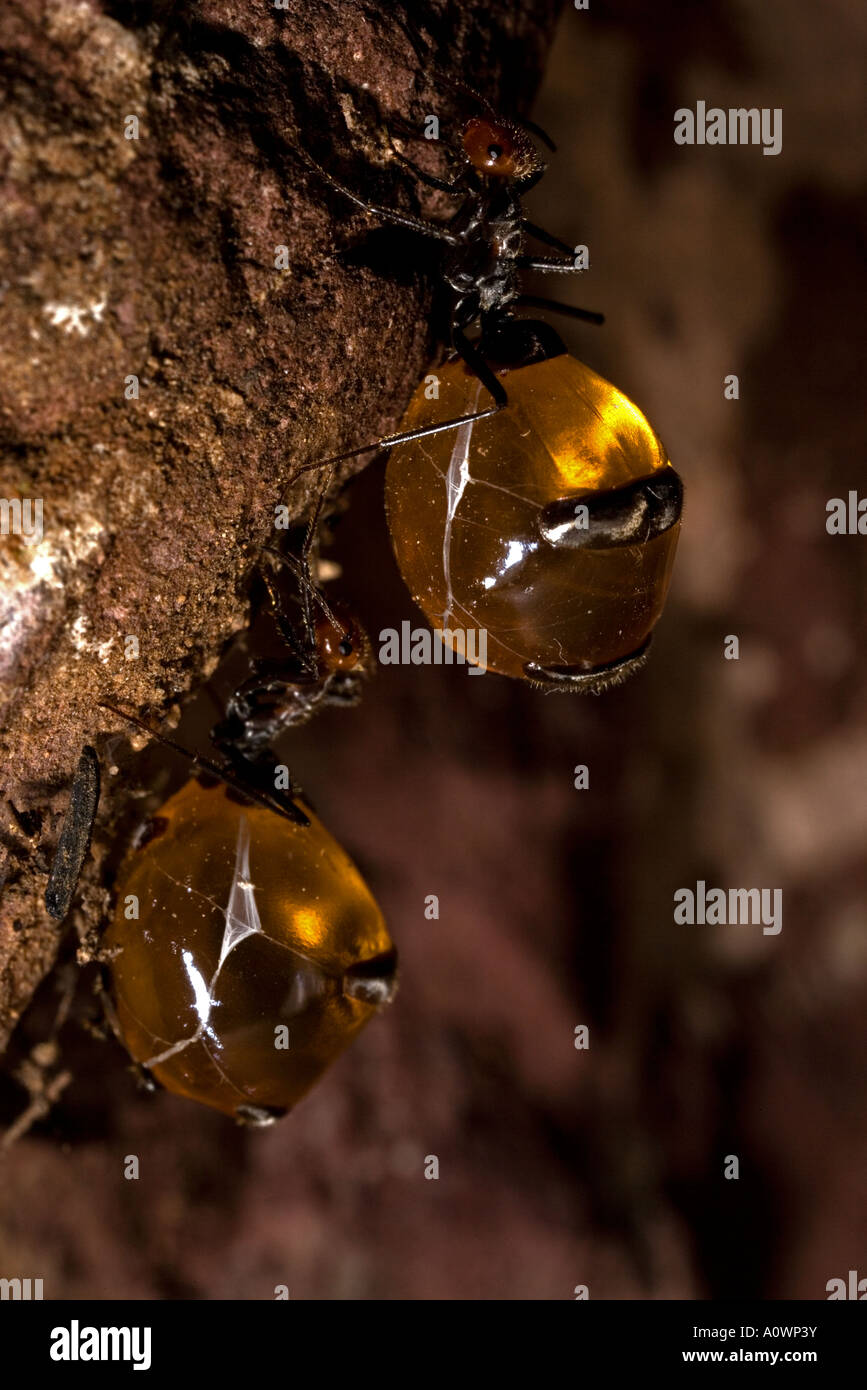 Honey Pot Ant (Myrmecocystus spp )with gasters Arizona Stock