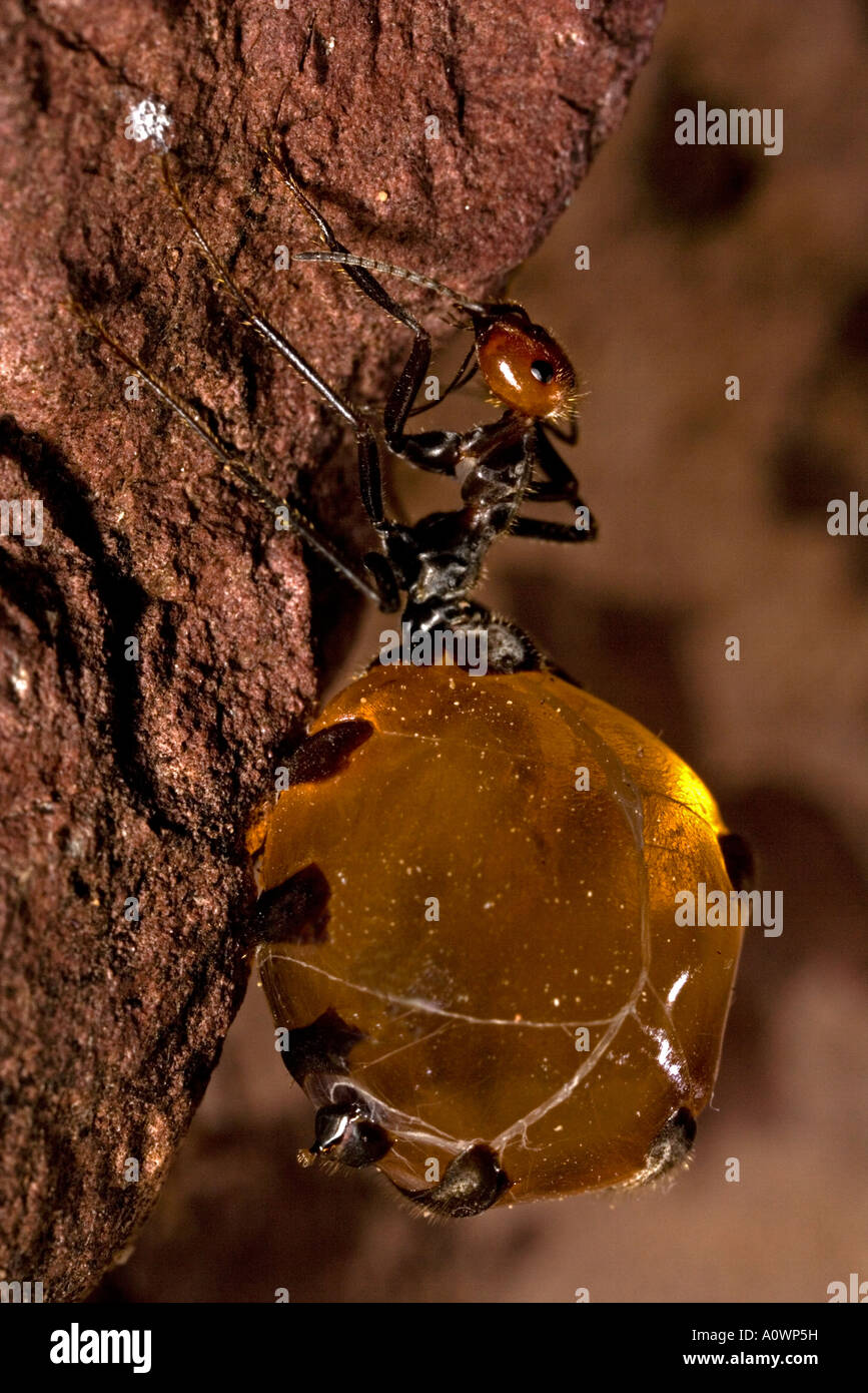 Honey Pot Ant (Myrmecocystus spp )with gasters Arizona Stock