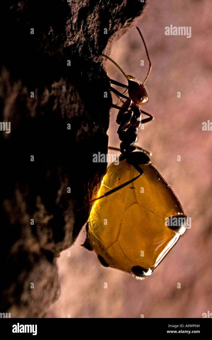 Honeypot ant hires stock photography and images Alamy