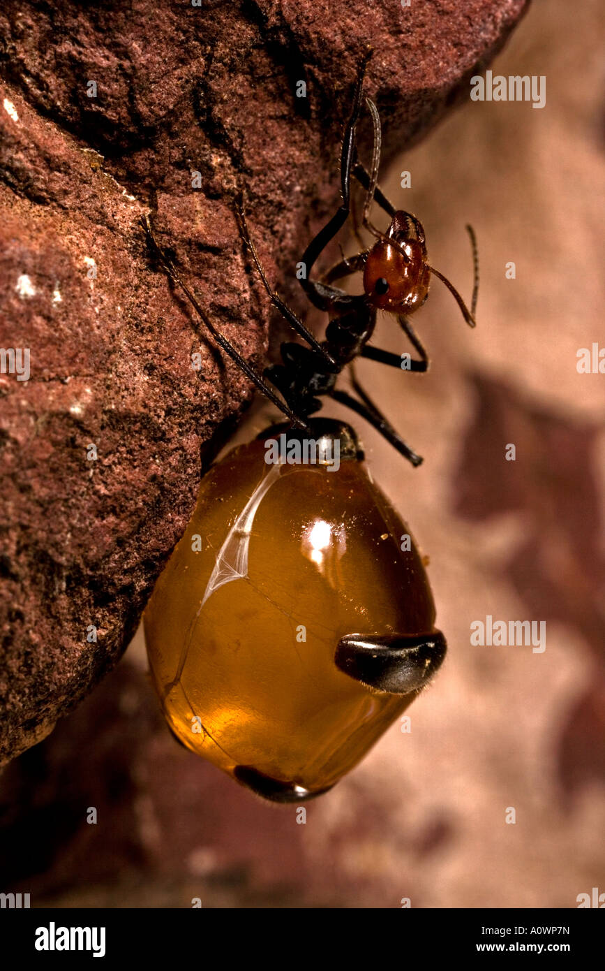 Myrmecocystus hi-res stock photography and images - Alamy