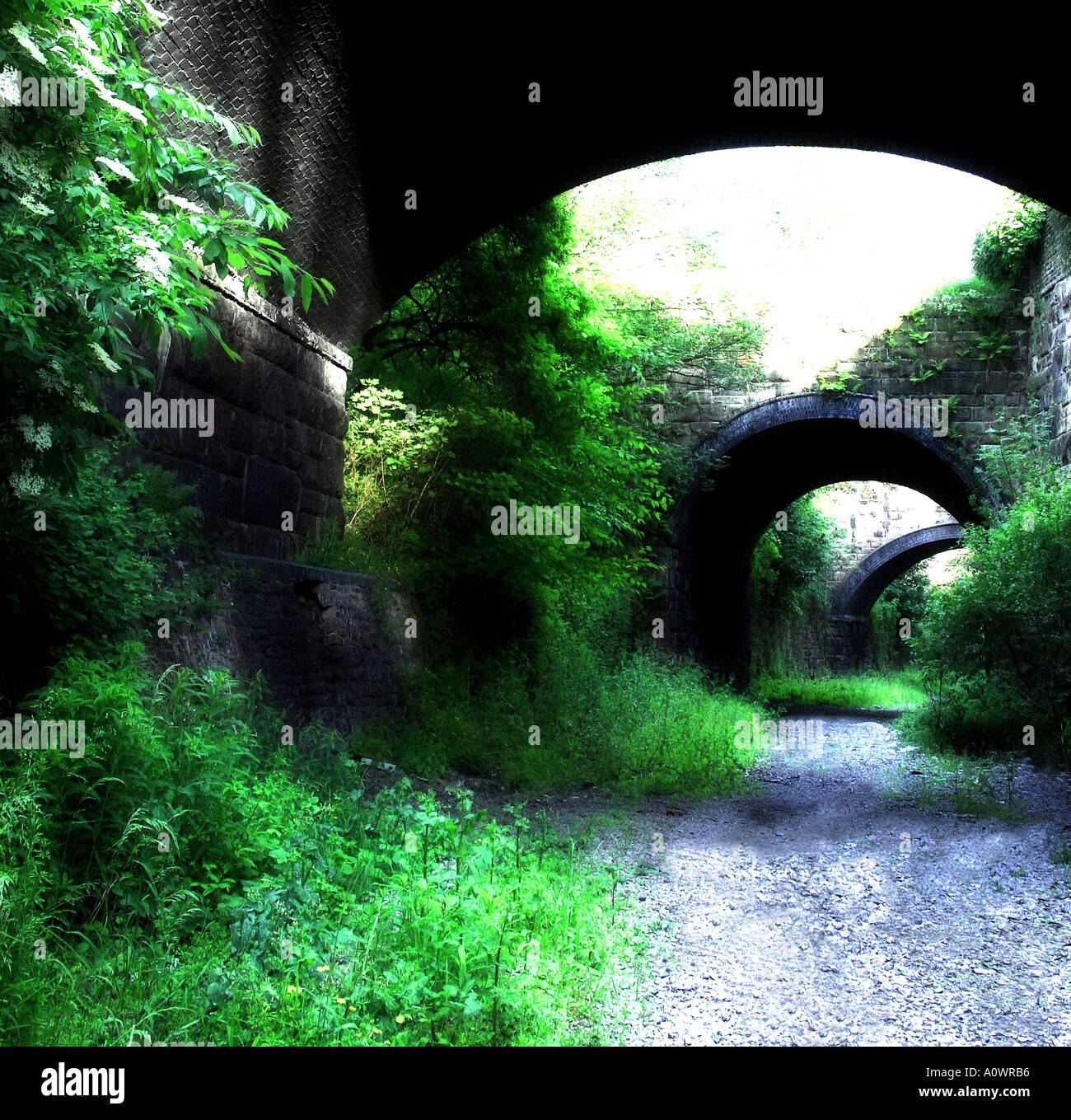 Rebirth. Old railway cutting being reclaimed by nature. Stock Photo