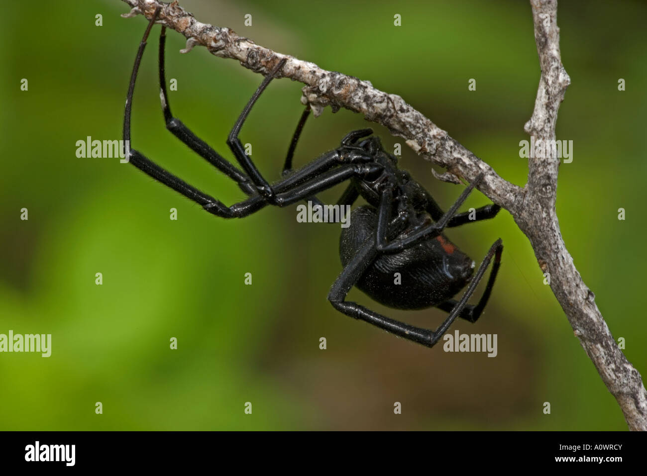 Black Widow Spider, Latrodectus hesperus. Female Arizona. USA Stock